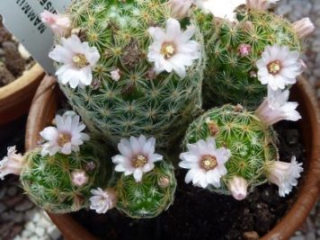 Mammillaria schiedeana ssp Giselae