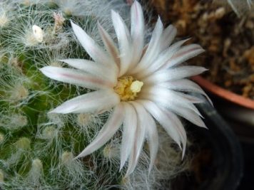 Mammillaria albicoma