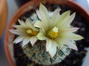 Turbinicarpus subterraneus ssp zaragozae