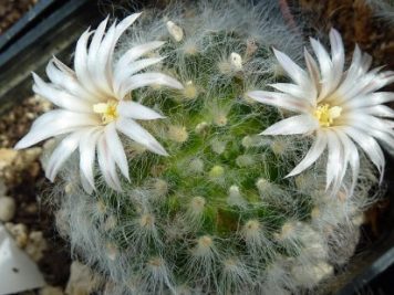 Mammillaria albicoma