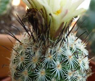 Turbinicarpus subterraneus ssp zaragozae