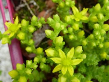 Sedum acre