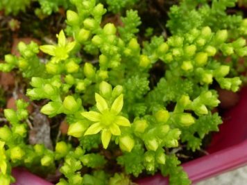 Sedum acre