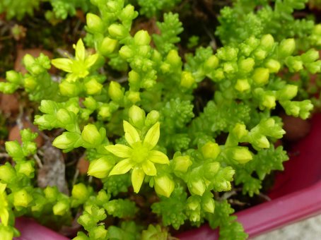 Sedum acre