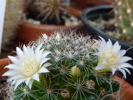 Mammillaria zeilmanniana albiflora