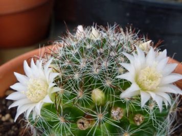 Mammillaria zeilmanniana albiflora