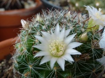 Mammillaria zeilmanniana albiflora