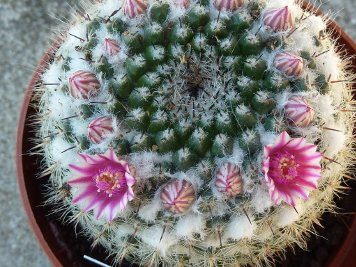 Mammillaria pseudocrucigera