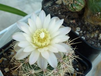 Gymnocalycium Bruchii v spinosior