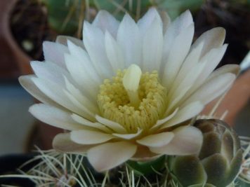 Gymnocalycium Bruchii v spinosior