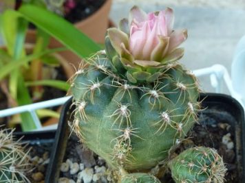 Gymnocalycium Bruchii Brigittae