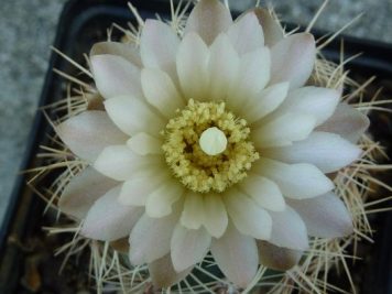 Gymnocalycium Bruchii v spinosior