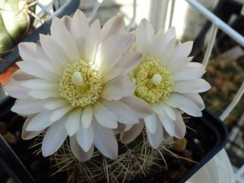 Gymnocalycium Bruchii v spinosior