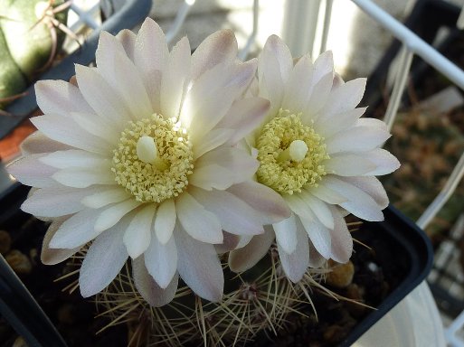 Gymnocalycium Bruchii v spinosior