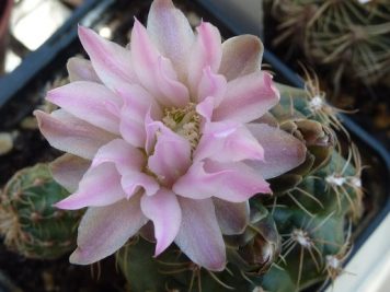 Gymnocalycium Bruchii Brigittae