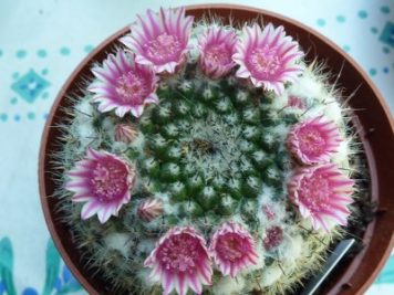 Mammillaria pseudocrucigera