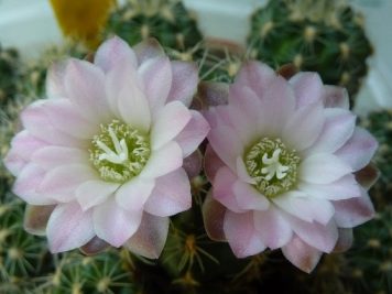 2017-05-27 Gymnocalycium bruchii sp 3