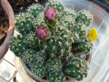 Gymnocalycium bruchii sp 3