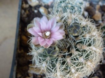 Gymnocalycium bruchii v niveum