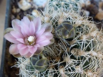 Gymnocalycium bruchii v niveum