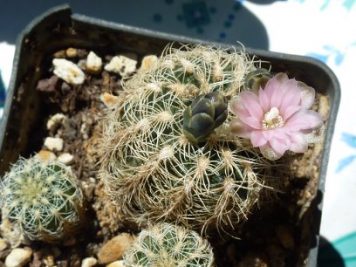 Gymnocalycium bruchii v niveum