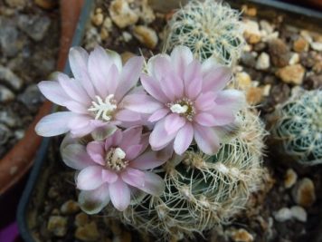 Gymnocalycium bruchii v niveum