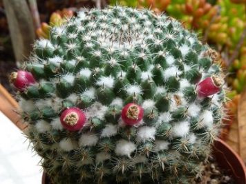 Mammillaria pseudocrucigera