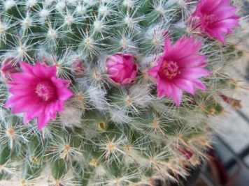 xMammillaria Hahniana