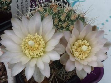 Gymnocalycium Bruchii v spinosior