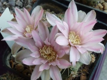 Gymnocalycium Bruchii Brigittae