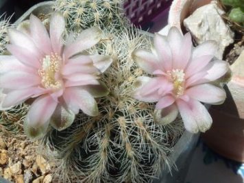 Gymnocalycium Bruchii v niveum R 727