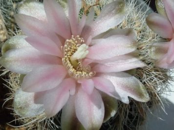 Gymnocalycium Bruchii v niveum R 727