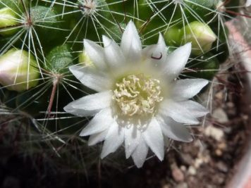 Mammillaria zeilmanniana albiflora