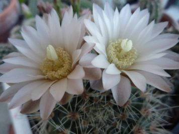 gymnocalycium Bruchii v spinosior