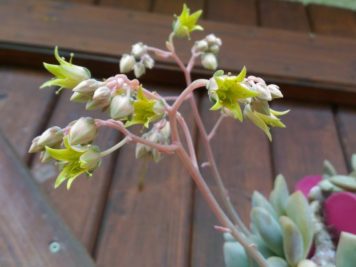 2021-05-18 graptoveria opalina