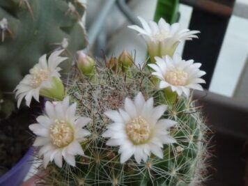 Mammillaria zeilmanniana albiflora