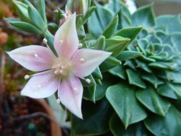 Graptopetalum ou tacitus hybride