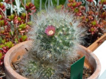 Mammillaria bocasana