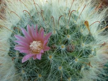 Mammillaria bocasana