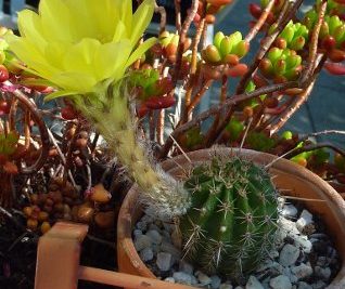 Echinopsis hybride Canary