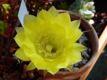 Echinopsis hybride Canary