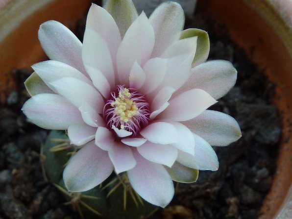 Gymnocalycium odoratum