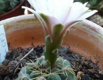 Gymnocalycium odoratum