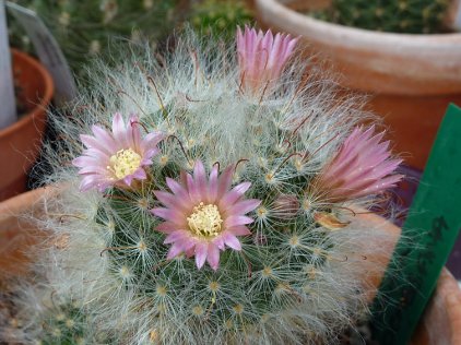 Mammillaria bocasana