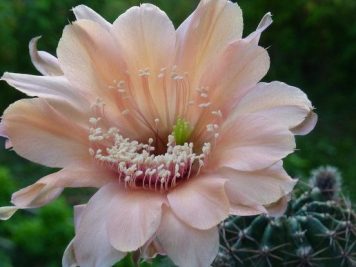 Echinopsis fresh