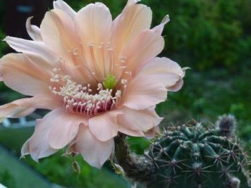 Echinopsis fresh