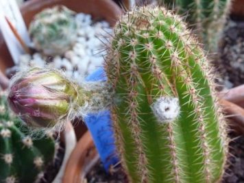 Echinopsis hybride