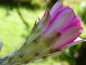 Echinopsis hybride