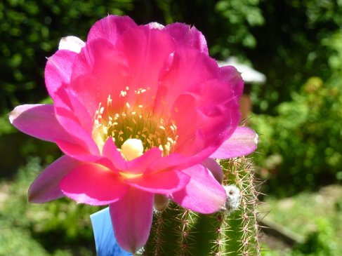 Echinopsis hybride