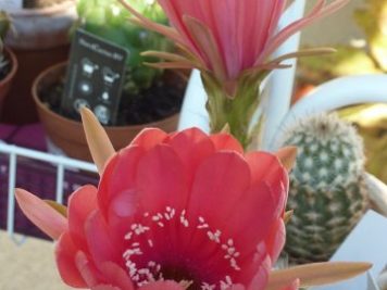 Echinopsis obrepanda v purpurea rot 461